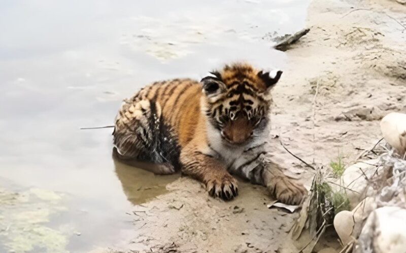 शुक्लाफाँटामा बाघ संरक्षणको चुनौती: डमरूको मृत्यु
