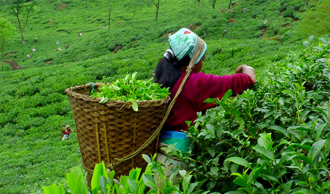 नेपाली चिया निकासी रोकिएपछि उद्योग बन्द
