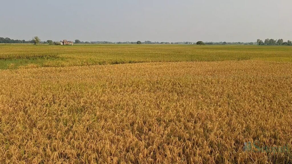 कृषि उद्योग विस्तारका लागि मधेशमा नयाँ परियोजना प्रस्ताव