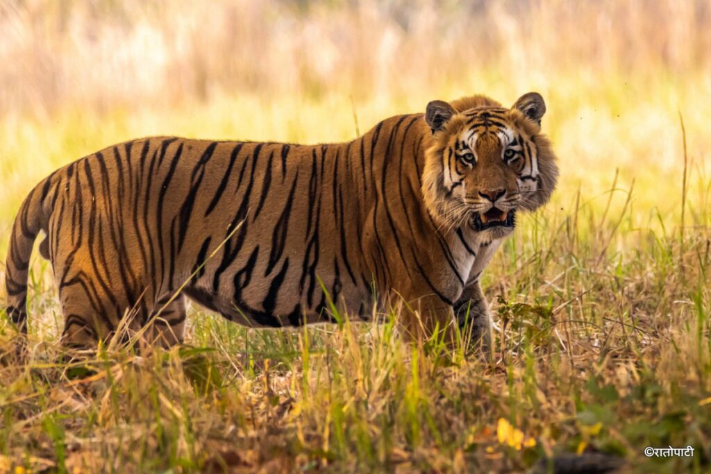 बाघ संरक्षणमा उपलब्धि, तर वृद्धिदरमा गिरावट
